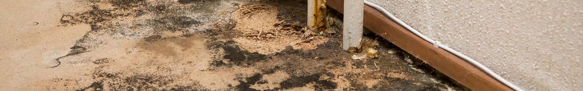 mold damage remediation