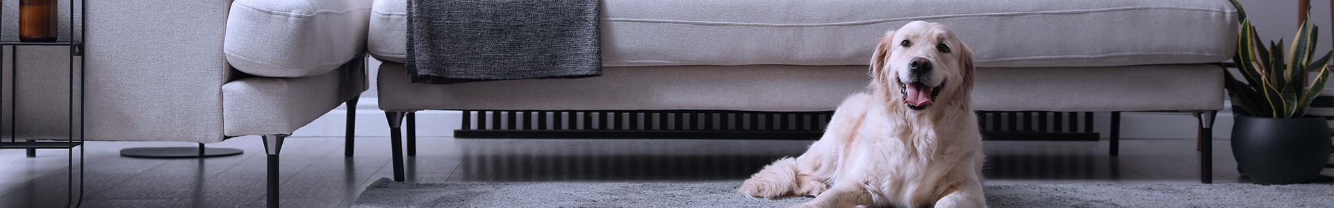 dog on carpet odor removal services